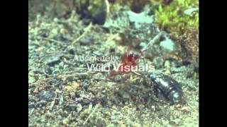 Trapdoor spiders Burrows Silkweaving [upl. by Oranneg231]