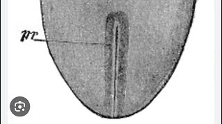 PRIMITIVE STREAK  general embryology [upl. by Maxim]