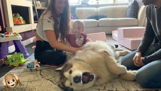 Giant Malamute Howls For Belly Rubs The Cutest Dog EVER Sound Warning [upl. by Bomke435]