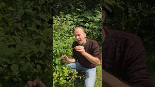 Agrimony agrimonia eupatoria herbs grasslands permaculture gardening adventure explore [upl. by Zebedee664]