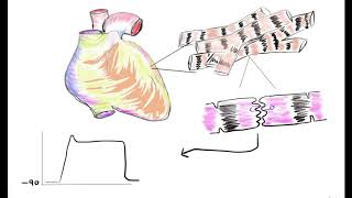 How to draw heart  excitability gap junctions structure of cardiac muscle [upl. by Euqcaj]