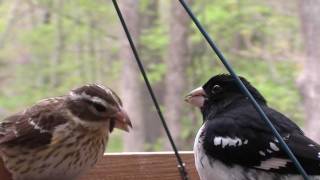 Male And Female Grosbeak [upl. by Mastat]