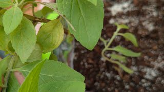 Basics of plants  menthol Tulasi [upl. by Aklim]