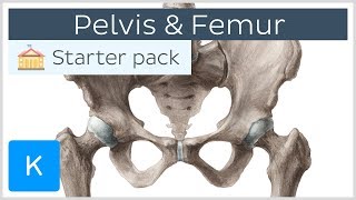 Pelvis Hip bone and Femur  Human Anatomy  Kenhub [upl. by Pitchford]