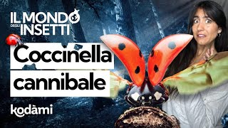 Il lato oscuro delle coccinelle fameliche velenose e cannibali [upl. by Alwin]