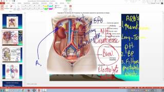 Renin Angiotensin Aldosterone mechanism [upl. by Anekam411]