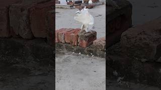 White Fantail Pigeoncolumbidae bird kabootar petsviralshorts1451 [upl. by Oulman]