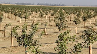 Pistachio Orchard Nutrient Management 101 with Bob Beede [upl. by Harhay]