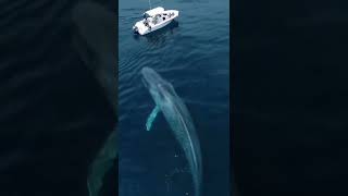 Regardez lénorme baleine cest incroyable [upl. by Binette439]