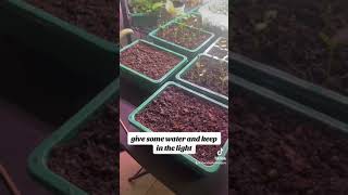 Cassia Alata  Tips for germination [upl. by Cordi788]