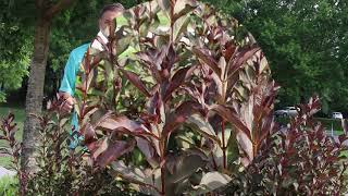 Weigela Weigela florida  Plant Identification [upl. by Ytsirk]