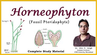 Horneophyton  A fossil Pteridophyte  BSc Botany  MSc Botany [upl. by Aneda]