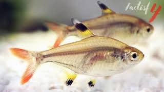 Interesting Facts You Should Know About Fish XRay Tetra [upl. by Dnesnwot]