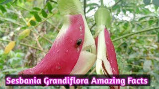 Amazing Fact About Hummingbird Tree  Sesbania Grandiflora  Kembang Turi [upl. by Spooner]