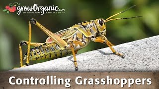 Controlling Grasshoppers [upl. by Ynnus]