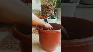 Caladium plant care repotting fertilizer gardenplant shorts [upl. by Omrellug]