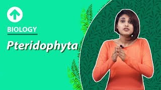 Pteridophyta  Diversity In Living Organisms  Biology  Class 9 [upl. by Ayikal]