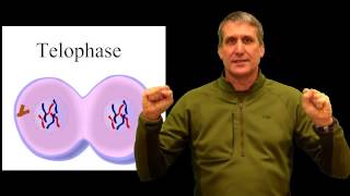 cell cycle physical pneumonic device mitosis [upl. by Caves]