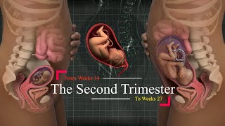 Second Trimester of Pregnancy Your weekly guide Weeks 1427 👼🏻💞🤰🏻 [upl. by Aneekas332]