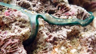 Bonellia viridis green spoonworm ボネリムシ [upl. by Ihsir]