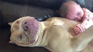 Funny Pitbull and American Bully Videos [upl. by Godderd324]