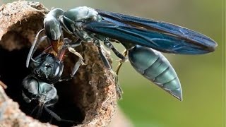 Còmo hacer una casa para polinizadores en tu jardìn [upl. by Hanny]