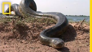 5 Grown Men Vs 1 Big Snake  National Geographic [upl. by Suk850]