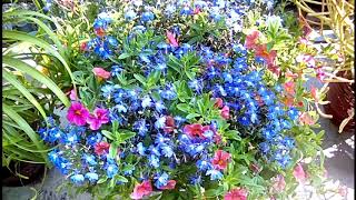 Lobelia and Calibrachoa mix  Container Gardening [upl. by Kruter102]