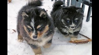 Pomskies Playing In The Snow [upl. by Soisinoid]