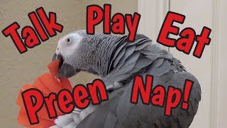 Einstein Parrot Talking Playing Preening Eating amp Sleeping [upl. by Alair]