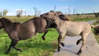 Wilde paarden in natuurgebied de Oostvaardersplassen [upl. by Crean673]