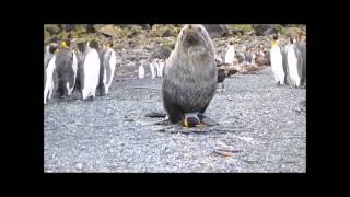 Antarctic fur seal sexualy harrasing king penguin [upl. by Loomis599]