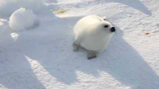 A Cute Baby Seal Look For Mother ふわふわ・アザラシ赤ちゃん [upl. by Ehling431]