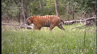 How big is this Amur tiger [upl. by Zendah550]