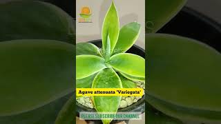 Agave attenuata Variegata agaveplant youtubeshorts shortvideo इंडोर [upl. by Aitan]