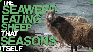 The Seaweed Eating Sheep That Seasons Itself The Awesome Wool Chambers [upl. by Winnifred644]