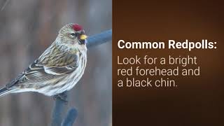 Pine Siskins and Common Redpolls [upl. by Lebbie]