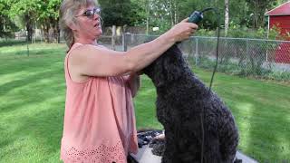 Portuguese Water Dog Gets A Retriever Cut [upl. by Ydissak929]