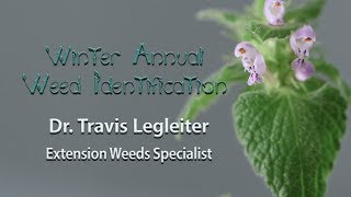 Winter Annual Weed Identification [upl. by Ynner272]