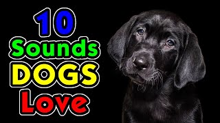 10 Sounds Dogs Love To Hear the Most [upl. by Nywrad]