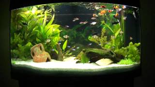 Aquarium deau douce planté  Aquascape  Aquascaping 4 [upl. by Nnaaras]