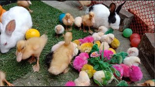 Catch Millions Cute Giant Chickens Giant Colorful Chickens Cats Rabbits Ducks Cute Animals ৯ [upl. by Culliton]