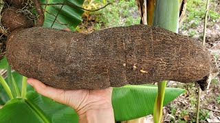 Cooking Crispy Yuca Fries Fresh from the Garden  Cassava Plant Root Harvest [upl. by Lenhard243]