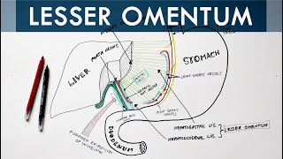 Lesser Omentum  Attachment Ligaments amp Contents  Anatomy Tutorial [upl. by Nataline106]