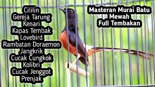 MASTERAN MURAI BATU FULL ISIAN TEMBAKAN CILILIN KENARI KAPAS TEMBAK GEREJA CUNGKOK LOVEBIRD RAMBATAN [upl. by Penelope]