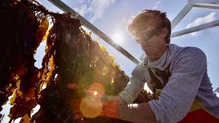 Seaweed farming an economic and sustainable opportunity for Europe [upl. by Jordans139]