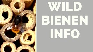 Wildbienen Info  Insektenhotel für Balkon Terrasse Garten [upl. by Ahtelra]