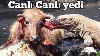 Komodo ejderi ineği canlı yedi [upl. by Conley]