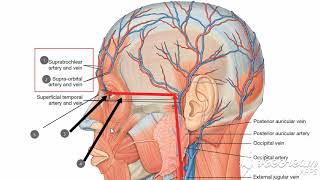 Ophthalmic artery branches in face 4 [upl. by Tsirhc]