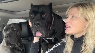 Socializing my CANE CORSO Pack amp PITBULL Puppy [upl. by Norm]